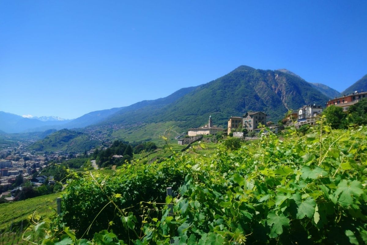 Vista panoramica di Sondrio con i vigneti terrazzati sullo sfondo